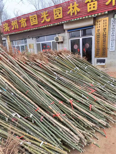 國(guó)槐